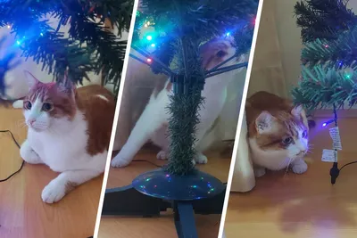 Как защитить новогоднюю елку от кота: 11 советов