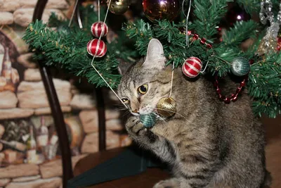 Как защитить кота от елки - советы | РБК Украина