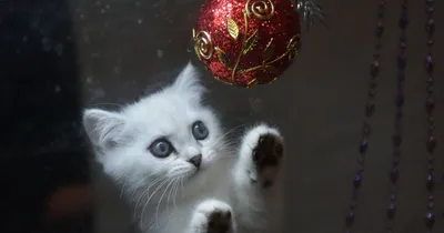 Кошки и елки - почему коты роняют елки и как защитить елку от кота —  30.12.2022 — Статьи на РЕН ТВ