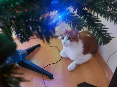 Как защитить елку от кота, чтобы не пострадали ни она, ни он - Delfi RUS
