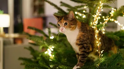 Как защитить новогоднюю елку от кошки? - Одесская Жизнь