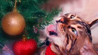 Что делать, чтобы кот не крушил новогоднюю елку: советы ветеринаров / что  делать, если кот съел дождик или мишуру - 22 декабря 2021 - 116.ру