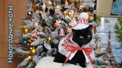 Новый год по-кошачьи, или забавное видео о войне кошек против елок -  26.12.2018, Sputnik Таджикистан