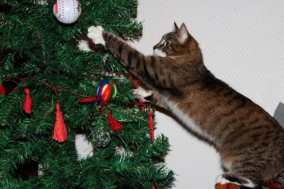 Ученые объяснили, почему кошки с наслаждением роняют новогодние елки -  Питомцы Mail.ru