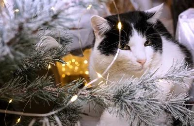 Как защитить елку от кота: лайфхаки и советы ветеринара | Ямал-Медиа