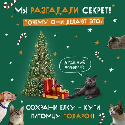 Новогодние коты | Christmas cats - YouTube