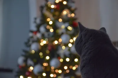2 Кошки около новогодней елки Стоковое Фото - изображение насчитывающей  смотреть, бобра: 198813138