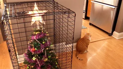 ✓ Коты и новогодняя ёлка смешные фото, 60 картинок, 2 видео