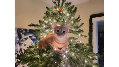 Милый котик у Новогодней елки | Котята, Питомец, Милые котики