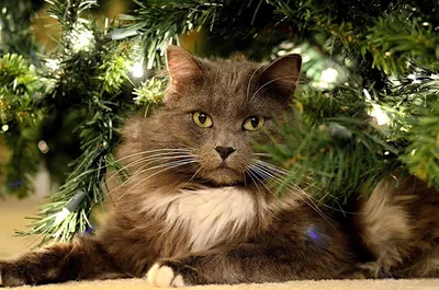 Как защитить новогоднюю елку от кота? | Наши питомцы | Дзен