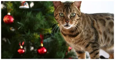 Как защитить елку от кошки — показывают тиктокеры - Афиша Daily