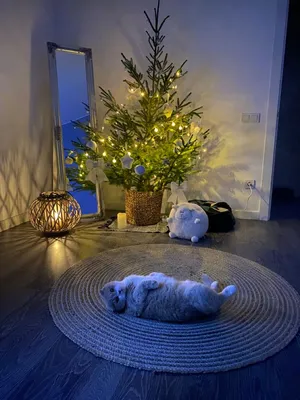 10+ фото наглых котов, которые свалили елку и остались жутко довольны собой