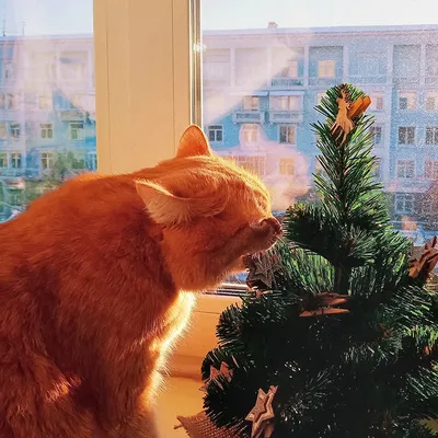 Россиянам рассказали, как отвадить кошек и собак от новогодней ёлки —  infoforme.ru