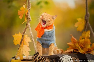 Коты и осень фото фотографии