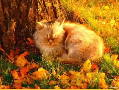 Пусть осенние коты греют вас. Всем удачных последних выходных этого лета. /  Красивые фотографии :: милота :: Осень :: Природа (красивые фото природы:  моря, озера, леса) :: кот / смешные картинки и