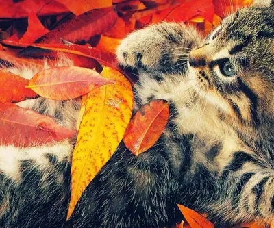 Картинки осенние кошек (68 фото) » Картинки и статусы про окружающий мир  вокруг
