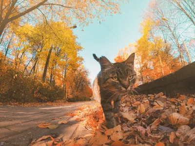Осенний кот в ленте | Пикабу