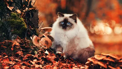 Пушистые кошки и осень - YouLoveIt.ru