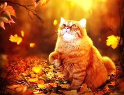 Осень рыжая кошка - картинки и фото koshka.top