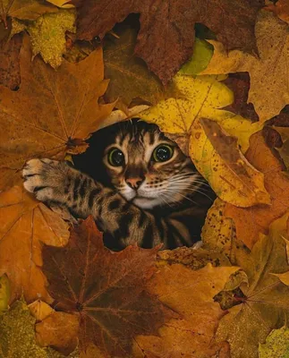 Взгляд в осень! 😊🐈🍁🍂 #коты - ARAMIS777 - Sports.ru