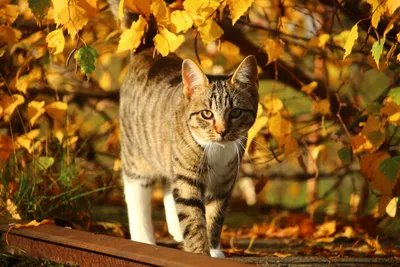 картинки : Дикая природа, Котенок, Осень, Млекопитающее, Фауна, листья,  Бакенбарды, Позвоночный, Осенняя листва, скумбрия, Молодой кот, Дикая  кошка, От маленьких до средних кошек, Кошка как млекопитающее 5184x3456 - -  678024 - красивые картинки - PxHere