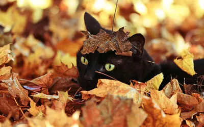 Фото Черный кот в осенней листве