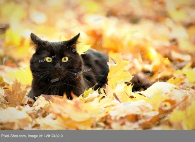 Симпатичный черный кот на листьях в осеннем парке :: Стоковая фотография ::  Pixel-Shot Studio