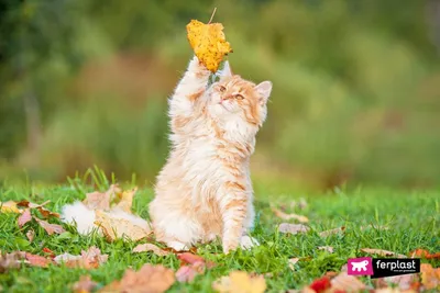 Кот в листьях осени стоковое фото. изображение насчитывающей кот - 23148036