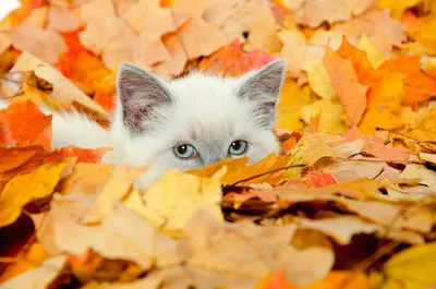 Кот и разноцветные осенние листья. Осень. Портрет кота в окружении осенних  листьев. Кот смотрит зелеными глазами Stock Photo | Adobe Stock