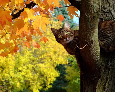 Осенний лес котики кошки бегают по…» — создано в Шедевруме