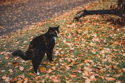 Скачать 1280x1024 кот, котэ, осень, дерево, клен, листья, желтые,  выглядывает обои, картинки стандарт 5:4