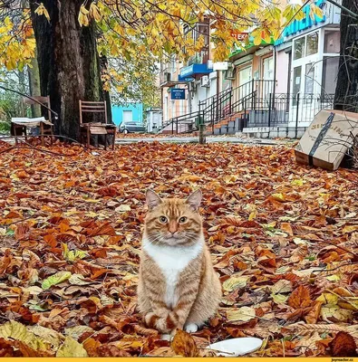 Кот осень (40 фото) - 40 фото