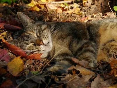 черный кот, осень, желтые листья Photos | Adobe Stock