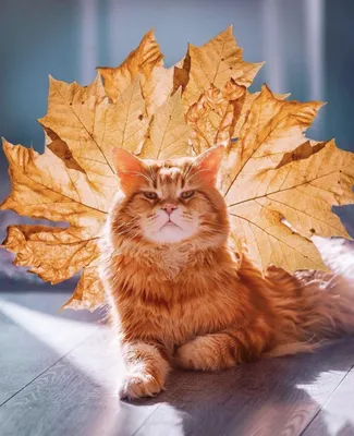 Осень :: котэ (прикольные картинки с кошками) / смешные картинки и другие  приколы: комиксы, гиф анимация, видео, лучший интеллектуальный юмор.