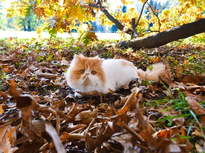 Кошка Осенью Листья — стоковые фотографии и другие картинки Осень - Осень,  Домашняя кошка, Лист - iStock