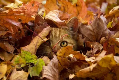 Картина по номерам Hobruk \"Осенний котик\", на холсте на подрамнике 40х50,  раскраска по номерам, животные / кот / собака - купить с доставкой по  выгодным ценам в интернет-магазине OZON (638759471)