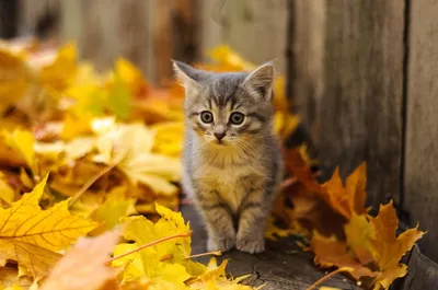 Осенний кот :: Краснов Ю Ф – Социальная сеть ФотоКто