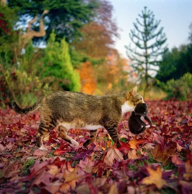 Кот в листьях, осень - Животные - Обои на рабочий стол - Галерейка