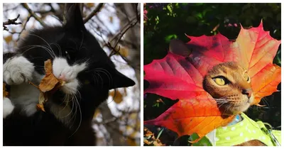 Скачать обои листья, кот, кошка, осень, лежит разрешение 1440x900 #124895