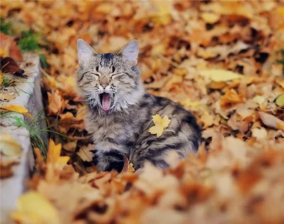 Осенние коты. Красивые фото | Кошки и собаки | Дзен