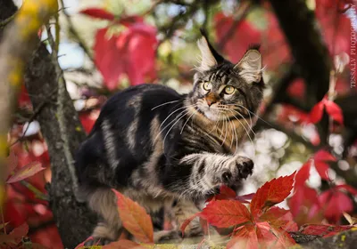 Осенняя кошка - ЯПлакалъ