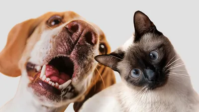 Смешные коты и собаки - 69 фото