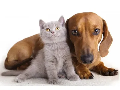 Нейробиологи выяснили, кто умнее: кошки или собаки - Российская газета