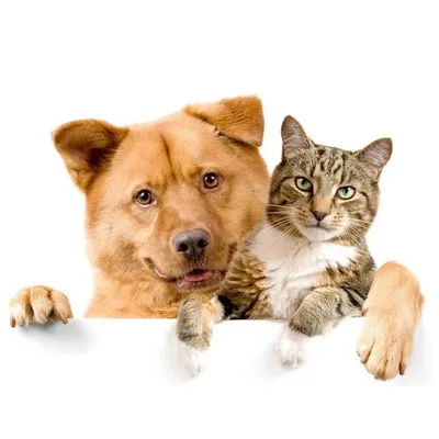 Кошки и собаки не могут быть друзьями. Миф или реальность?