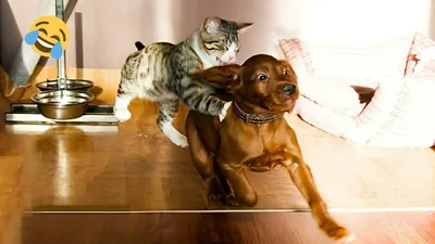 Интересные животные кошки и собаки - 75 фото