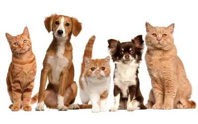Кошка и собака: секреты взаимодействия - Питомцы Mail.ru