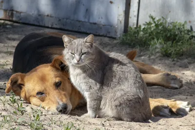 Кошки против собак: Месть Китти Галор, 2010 — описание, интересные факты —  Кинопоиск