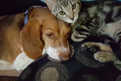 Отношения кошек и собак — Википедия
