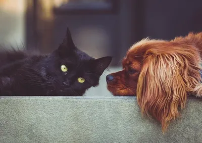 Кошки, собаки и их отношения. Почему коты не ладят с собаками