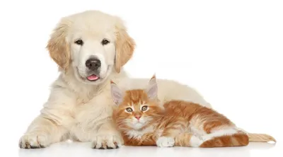 Кот и собака вместе на белом фоне Стоковое Изображение - изображение  насчитывающей намордник, мопс: 207886209